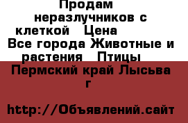 Продам 2 неразлучников с клеткой › Цена ­ 2 500 - Все города Животные и растения » Птицы   . Пермский край,Лысьва г.